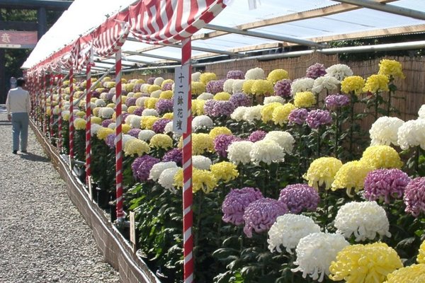 菊花展のご案内